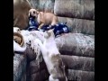 Buldog przerażony kotem