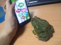 Ropucha gra na smartfonie