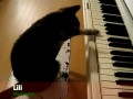 Zwierzęta śpiewają Jingle Bells