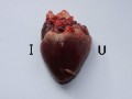 I love you