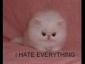 Every little thing