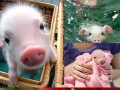 Cute pigs
