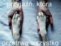 Przyjaciel na zawsze