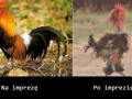 Imprezowicz