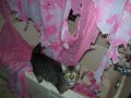 Cat attack