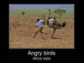 Angry birds africa