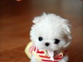 Cute 