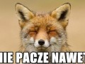 Nie pacze nawet