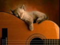 Kot na gitarze