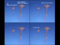 Meduzy