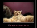 Focia