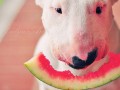 Bullterrier