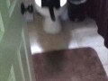I haz your soul