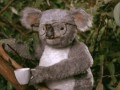 Koala dostał