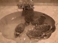 Języki