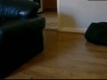 Pies co upadł