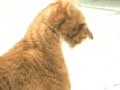 Kot
