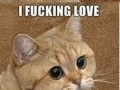 Starecat