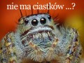 Nie ma ciastków