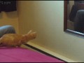 Hop