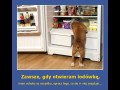 Zawsze, gdy otwieram lodówkę...