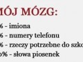 Oto mój mózg