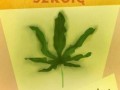 Pierdol szkolę - zostań ogrodnikiem