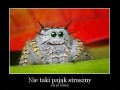 Nie taki pająk straszny