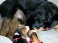 Beagle atakuje rottweilera