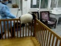 Uciekająca panda