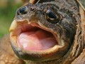 Żółwie z truskawkami