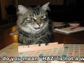 Can i haz the cheezburger