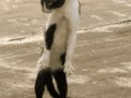 Kot