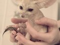 Fenki