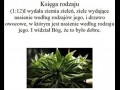 Księga rodzaju