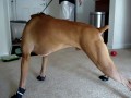 Boxer i jego pierwszy raz w skarpetkach