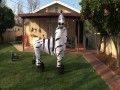Tańcząca zebra