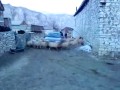 Szalone owce