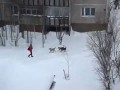WTF z psami w roli głównej