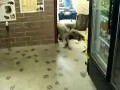 Mały grizzly i mały wilk