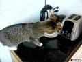 Kot i toaster