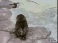 Małpa boi się swego odbicia