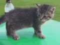 Cat fail