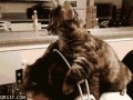 Cat hat
