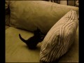 Kitty