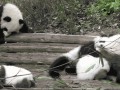 Pandas