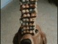 Dogtrick