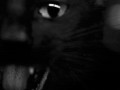 Miau