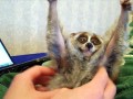 Lemur