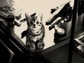 Kitty